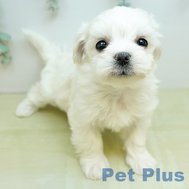 岡山県のマルチーズ (ペットプラス 岡山店/2025年11月19日生まれ/男の子/ホワイト)の子犬の1枚目の画像