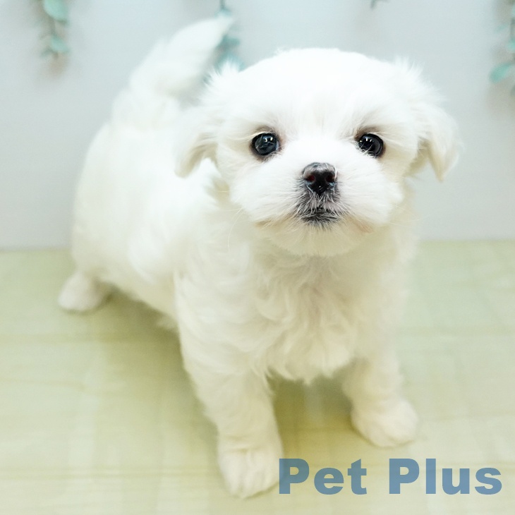 香川県のマルチーズ (ペットプラス 綾川店/2025年11月19日生まれ/女の子/ホワイト)の子犬の1枚目の画像