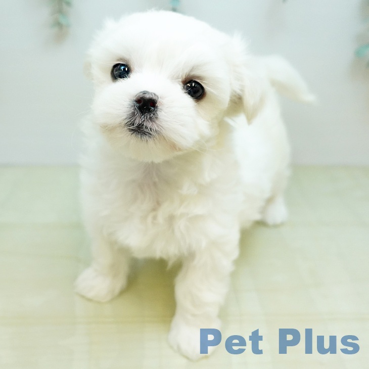 香川県のマルチーズ (ペットプラス 綾川店/2025年11月19日生まれ/女の子/ホワイト)の子犬の2枚目の画像