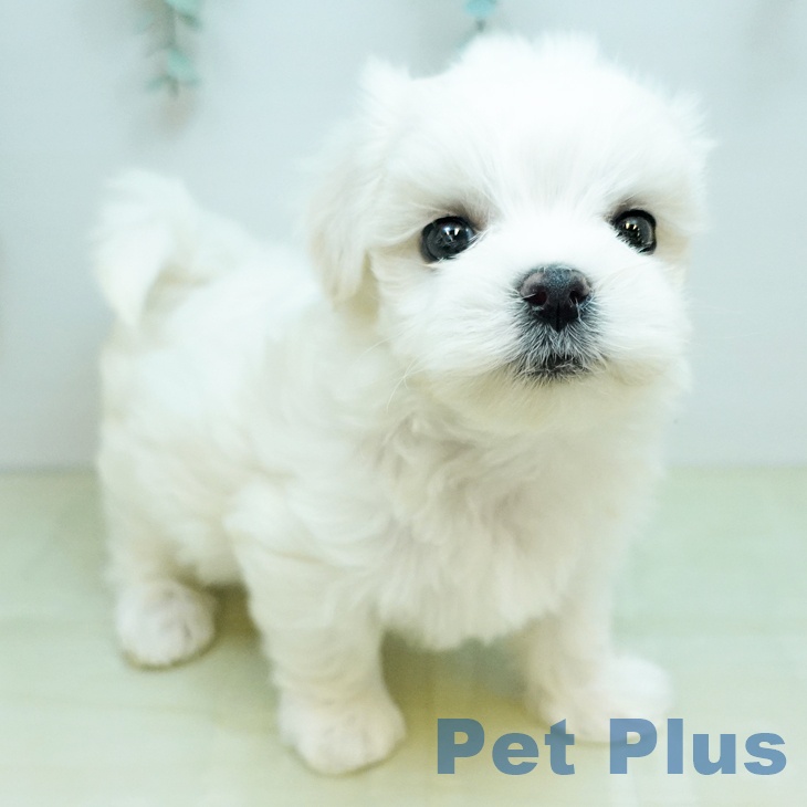 岡山県のマルチーズ (ペッツワン 岡山南店/2025年11月19日生まれ/女の子/ホワイト)の子犬の1枚目の画像