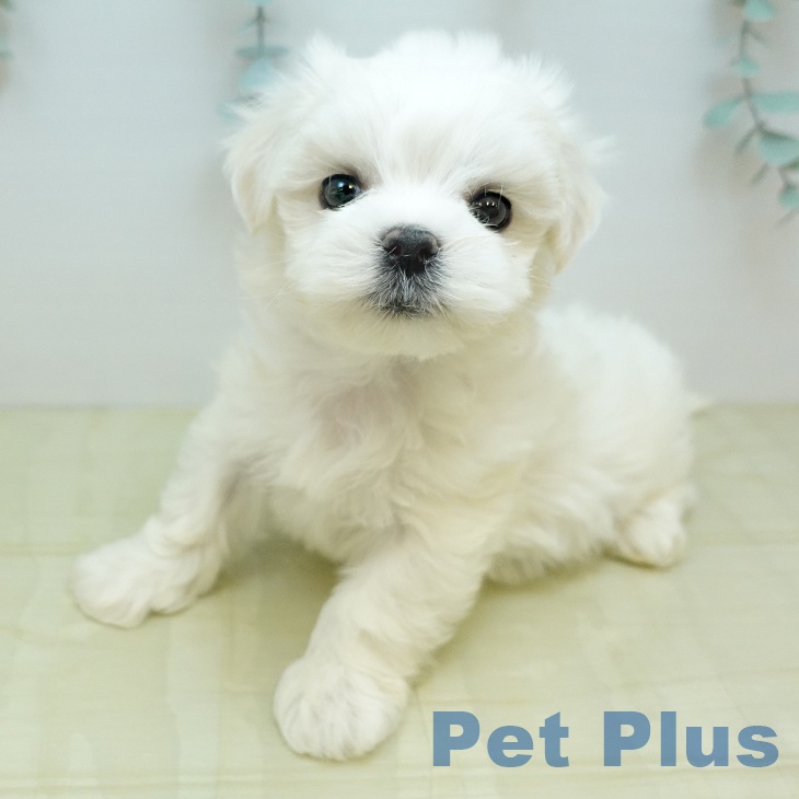 岡山県のマルチーズ (ペッツワン 岡山南店/2025年11月19日生まれ/女の子/ホワイト)の子犬の2枚目の画像