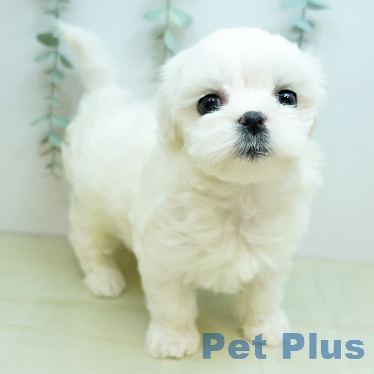 愛媛県のマルチーズ (ペットプラス 新居浜店/2025年11月19日生まれ/女の子/ホワイト)の子犬の1枚目の画像