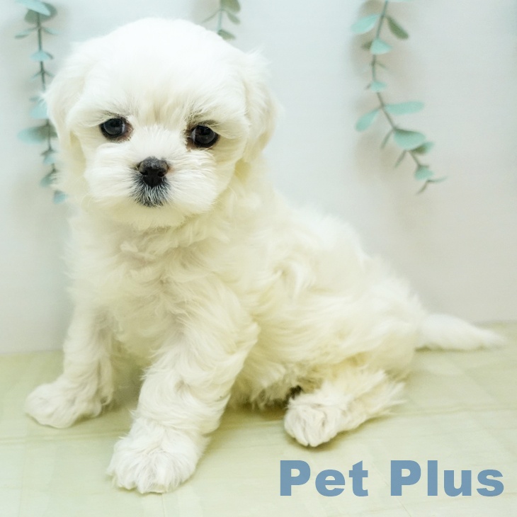 愛媛県のマルチーズ (ペットプラス 新居浜店/2025年11月19日生まれ/女の子/ホワイト)の子犬の2枚目の画像