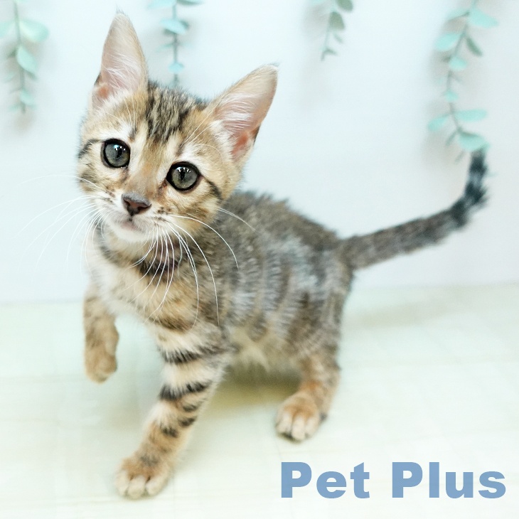 香川県のベンガル (ペットプラス 綾川店/2025年11月18日生まれ/女の子/ブラウンスポットタビー)の子猫の2枚目の画像