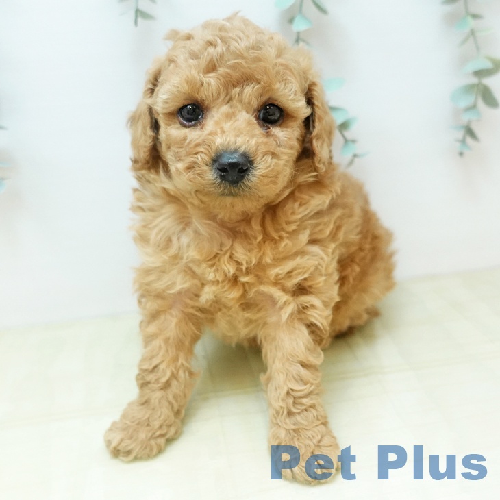 鳥取県のトイプードル(トイ) (ペッツワン 日吉津店/2025年11月19日生まれ/男の子/レッド)の子犬の1枚目の画像