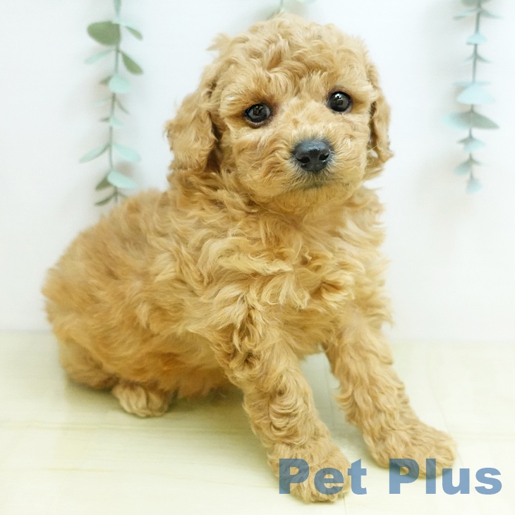 鳥取県のトイプードル(トイ) (ペッツワン 日吉津店/2025年11月19日生まれ/男の子/レッド)の子犬の2枚目の画像