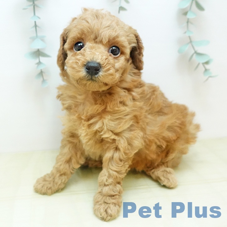 香川県のトイプードル(トイ) (ペットプラス 綾川店/2025年11月19日生まれ/女の子/レッド)の子犬の1枚目の画像