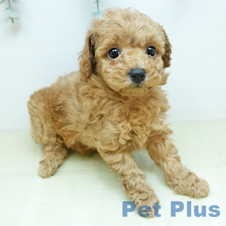 香川県のトイプードル(トイ) (ペットプラス 綾川店/2025年11月19日生まれ/女の子/レッド)の子犬の2枚目の画像