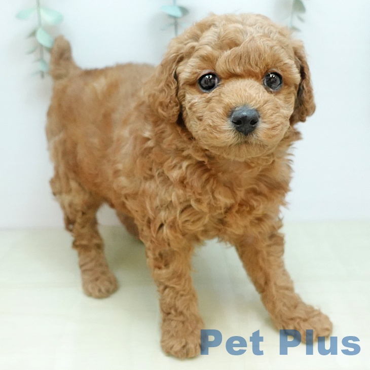 岡山県のトイプードル(トイ) (ペッツワン 岡山南店/2025年11月19日生まれ/女の子/レッド)の子犬の1枚目の画像