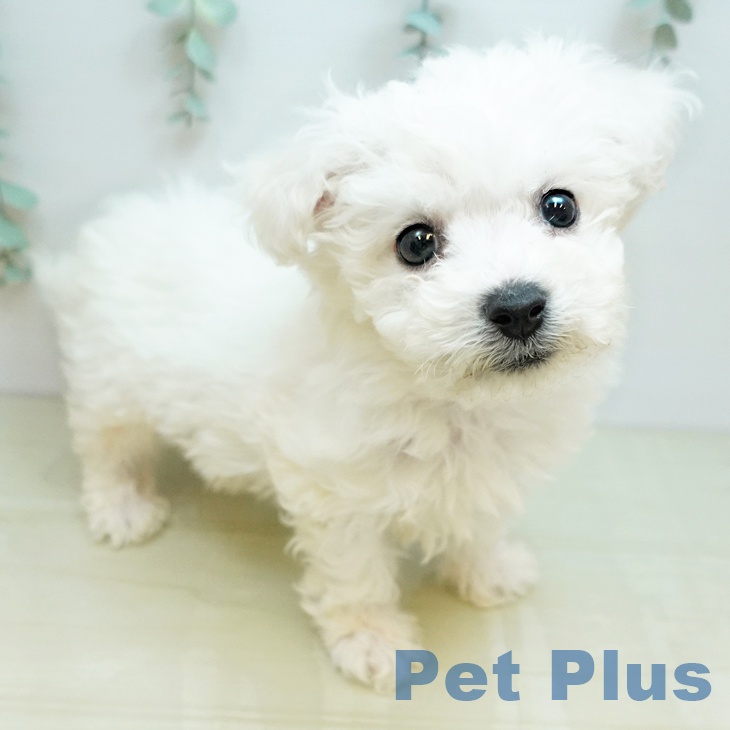 香川県のビションフリーゼ (ペットプラス 綾川店/2025年11月14日生まれ/男の子/ホワイト)の子犬の1枚目の画像