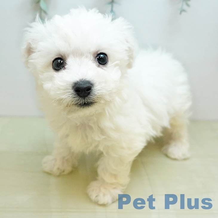 香川県のビションフリーゼ (ペットプラス 綾川店/2025年11月14日生まれ/男の子/ホワイト)の子犬の2枚目の画像