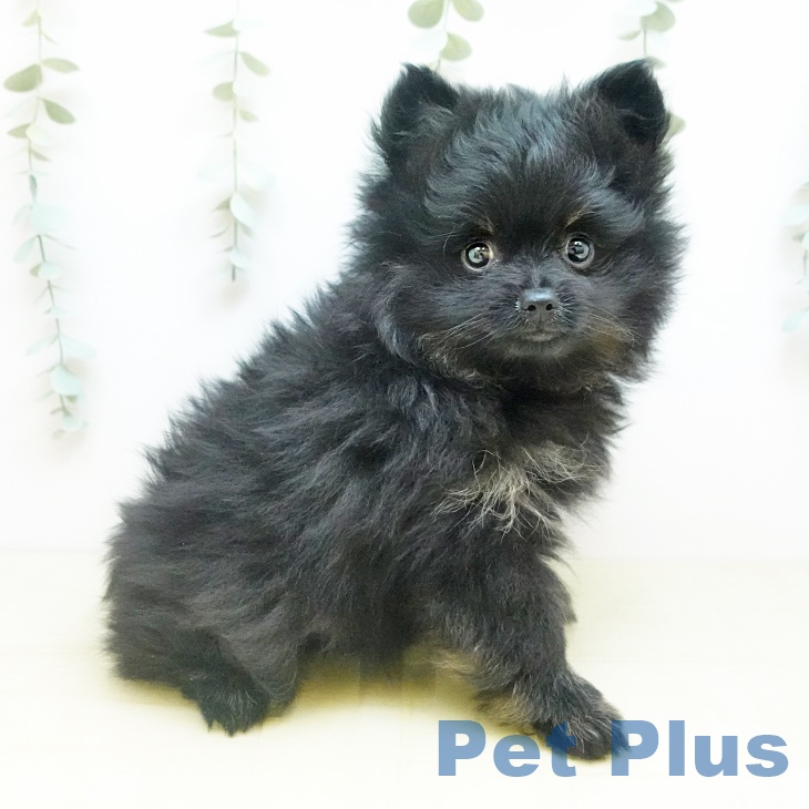 岡山県のポメラニアン (ペッツワン 岡山南店/2025年11月19日生まれ/女の子/ブラックタン)の子犬の1枚目の画像