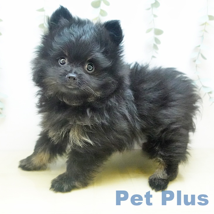 岡山県のポメラニアン (ペッツワン 岡山南店/2025年11月19日生まれ/女の子/ブラックタン)の子犬の2枚目の画像