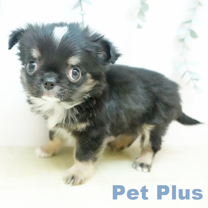 岡山県のチワワ(ロング) (ペットプラス 岡山店/2025年11月17日生まれ/男の子/ブラッククリームホワイト)の子犬の1枚目の画像