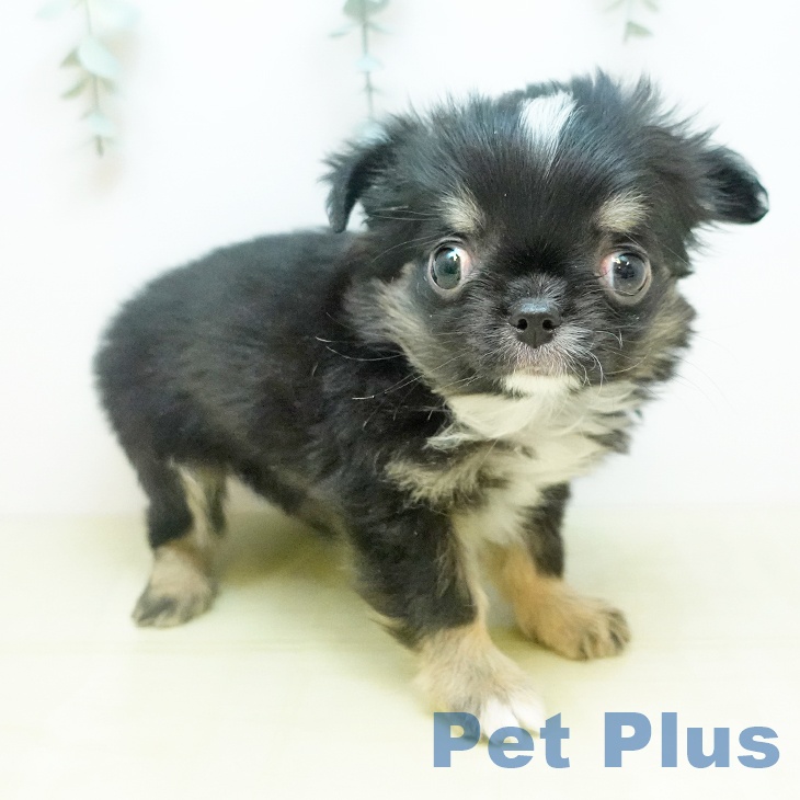 岡山県のチワワ(ロング) (ペットプラス 岡山店/2025年11月17日生まれ/男の子/ブラッククリームホワイト)の子犬の2枚目の画像