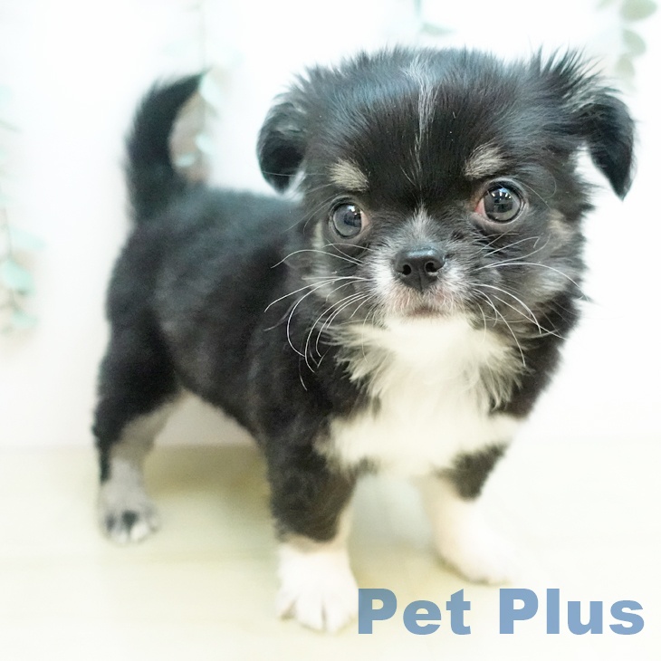 岡山県のチワワ(ロング) (ペッツワン 岡山南店/2025年11月17日生まれ/男の子/ブラッククリームホワイト)の子犬の1枚目の画像