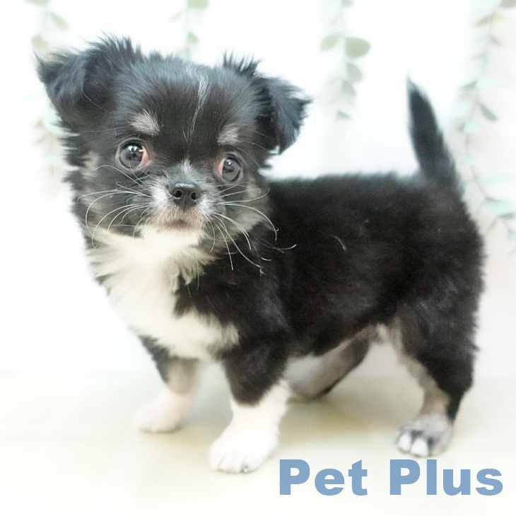 岡山県のチワワ(ロング) (ペッツワン 岡山南店/2025年11月17日生まれ/男の子/ブラッククリームホワイト)の子犬の2枚目の画像