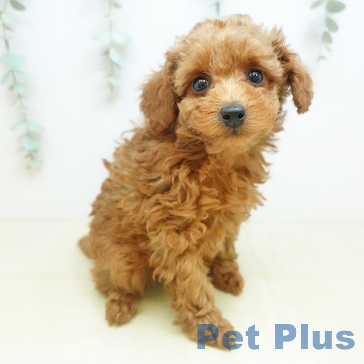 徳島県のトイプードル(トイ) (ペットプラス 徳島店/2025年11月21日生まれ/女の子/レッド)の子犬の1枚目の画像