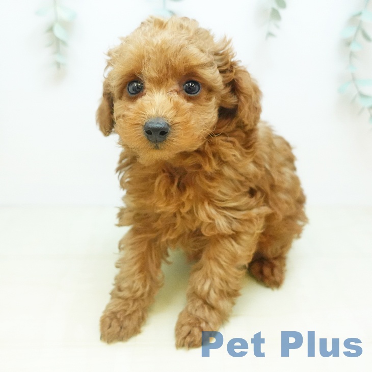 徳島県のトイプードル(トイ) (ペットプラス 徳島店/2025年11月21日生まれ/女の子/レッド)の子犬の2枚目の画像
