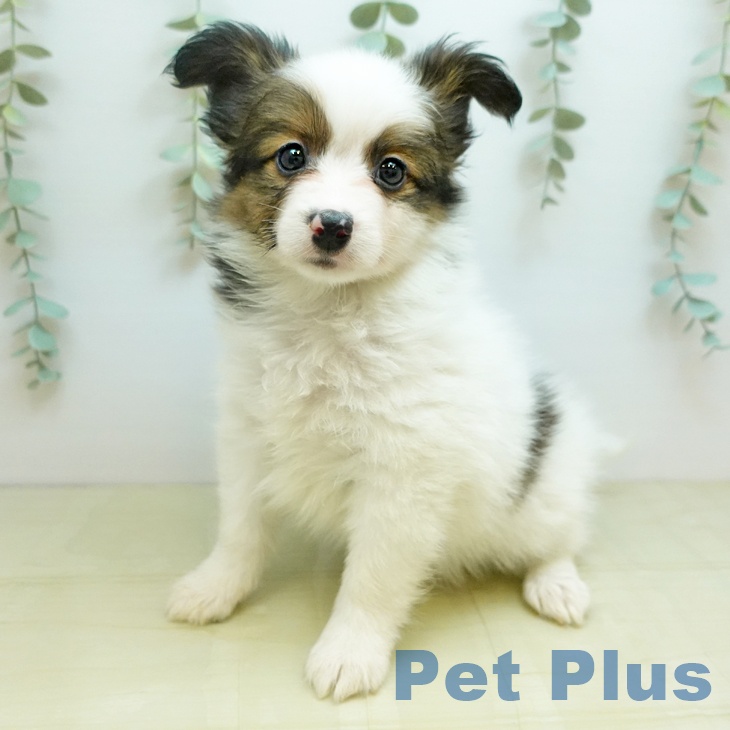 山形県のパピヨン (ペットプラス 天童店/2025年11月20日生まれ/男の子/ホワイトブラウン)の子犬の1枚目の画像