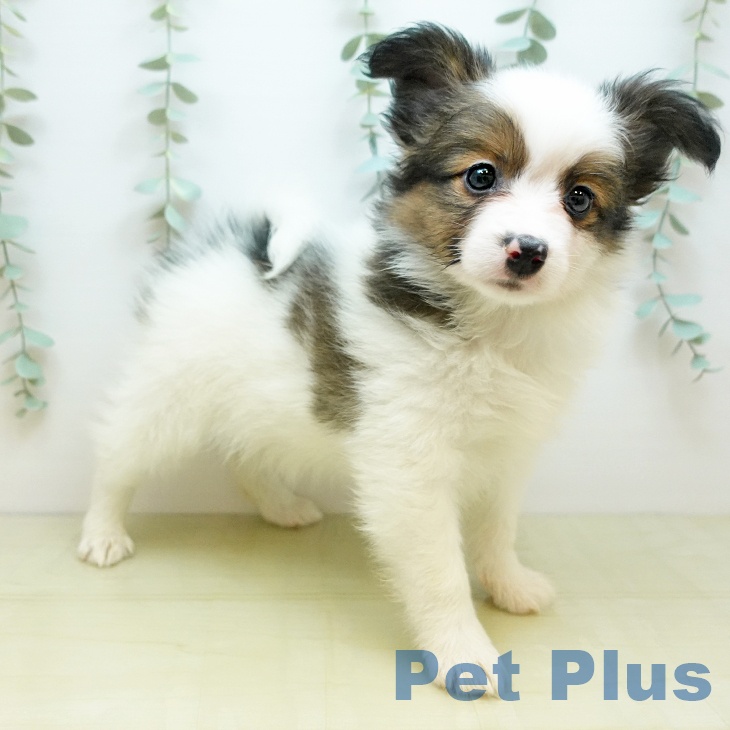 山形県のパピヨン (ペットプラス 天童店/2025年11月20日生まれ/男の子/ホワイトブラウン)の子犬の2枚目の画像