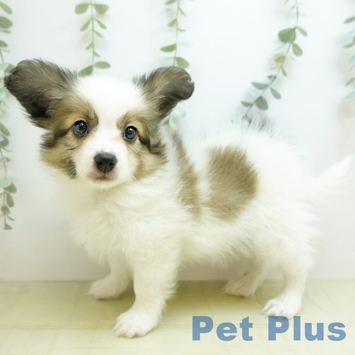 山梨県のパピヨン (ペットプラス 甲府昭和店/2025年11月20日生まれ/男の子/ホワイトブラウン)の子犬の1枚目の画像