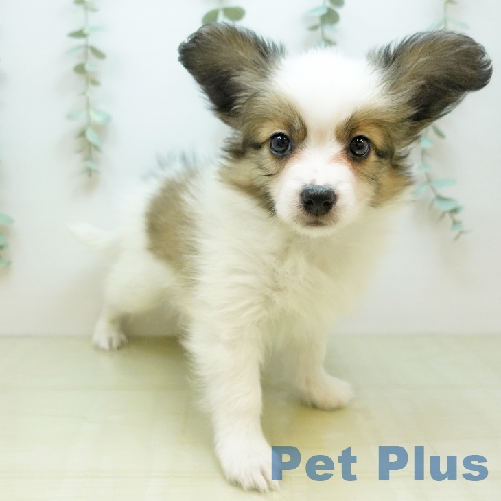 山梨県のパピヨン (ペットプラス 甲府昭和店/2025年11月20日生まれ/男の子/ホワイトブラウン)の子犬の2枚目の画像