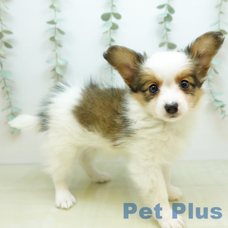埼玉県のパピヨン (ペットプラス ららぽーと富士見店/2025年11月20日生まれ/男の子/ホワイトブラウン)の子犬の1枚目の画像