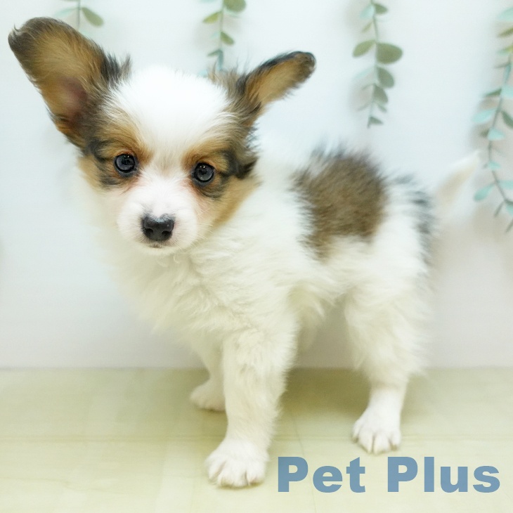 埼玉県のパピヨン (ペットプラス ららぽーと富士見店/2025年11月20日生まれ/男の子/ホワイトブラウン)の子犬の2枚目の画像