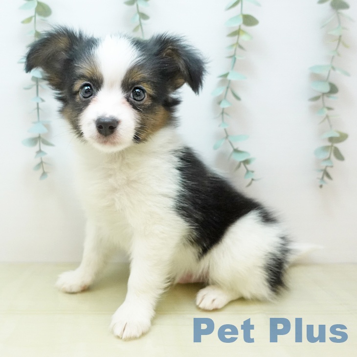 埼玉県のパピヨン (ペットプラス ピオニウォーク東松山店/2025年11月20日生まれ/男の子/トライカラー)の子犬の1枚目の画像
