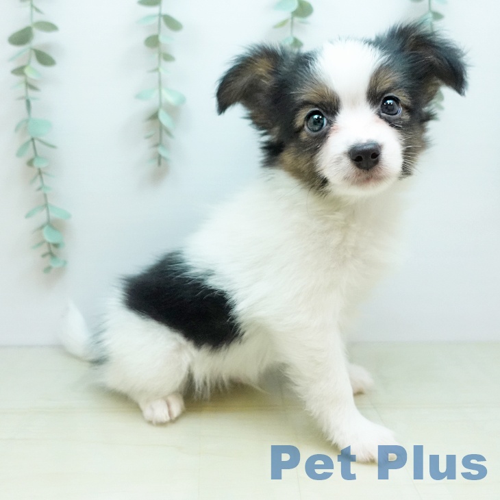 埼玉県のパピヨン (ペットプラス ピオニウォーク東松山店/2025年11月20日生まれ/男の子/トライカラー)の子犬の2枚目の画像