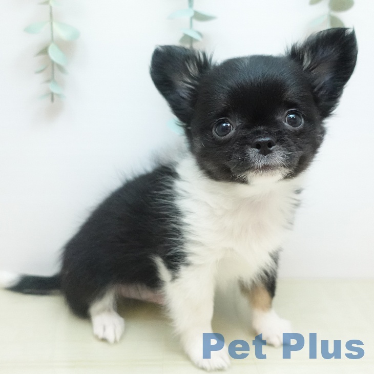鳥取県のチワワ(ロング) (ペッツワン 日吉津店/2025年11月13日生まれ/男の子/ブラックホワイト)の子犬の1枚目の画像