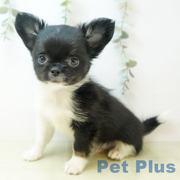 鳥取県のチワワ(ロング) (ペッツワン 日吉津店/2025年11月13日生まれ/男の子/ブラックホワイト)の子犬の2枚目の画像