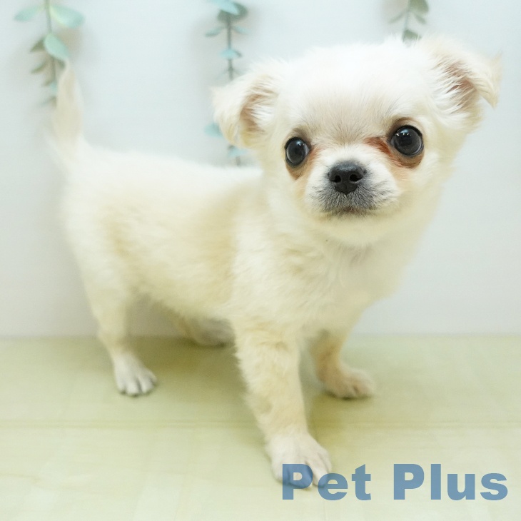 岡山県のチワワ(ロング) (ペットプラス 岡山店/2025年11月18日生まれ/男の子/クリームホワイト)の子犬の2枚目の画像