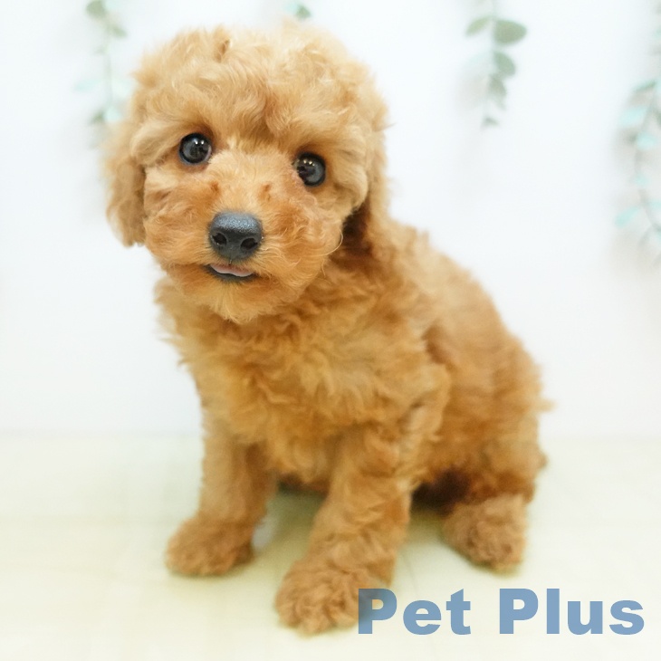 鳥取県のトイプードル(トイ) (ペッツワン 日吉津店/2025年11月21日生まれ/男の子/アプリコット)の子犬