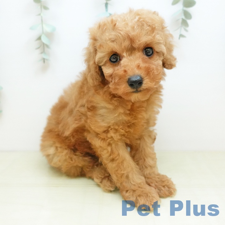 鳥取県のトイプードル(トイ) (ペッツワン 日吉津店/2025年11月21日生まれ/男の子/アプリコット)の子犬の2枚目の画像