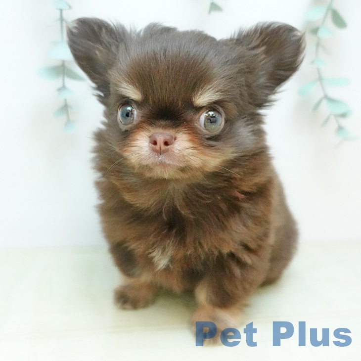 岡山県のチワワ(ロング) (ペットプラス 岡山店/2025年11月8日生まれ/男の子/チョコレートクリーム)の子犬の1枚目の画像