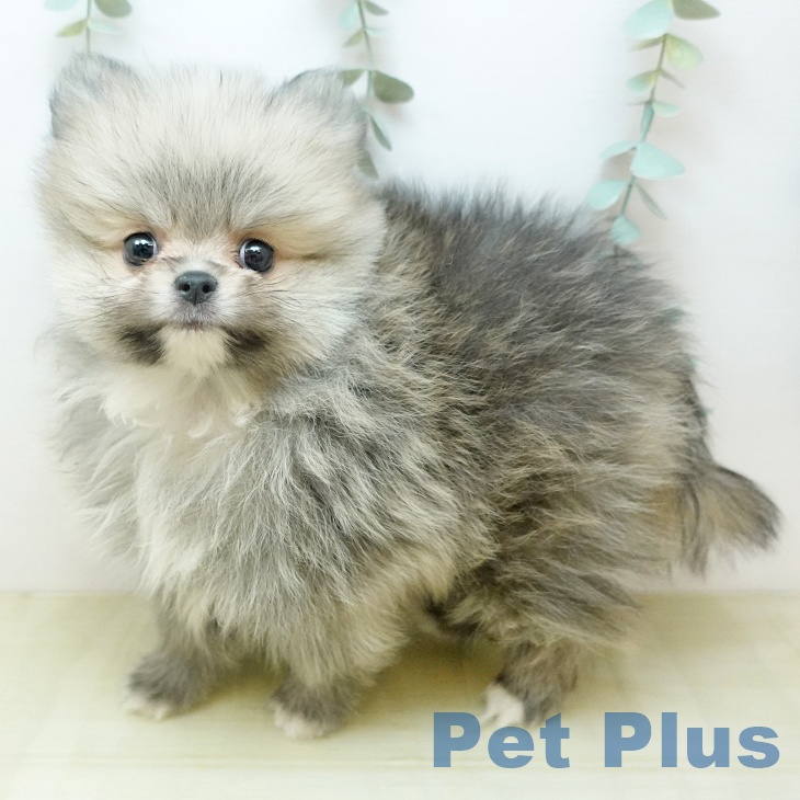 千葉県のポメラニアン (ペットプラス 幕張新都心店/2025年11月21日生まれ/男の子/クリームセーブル)の子犬の1枚目の画像