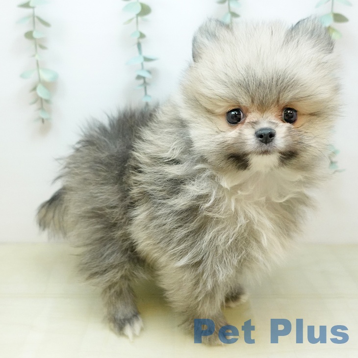 千葉県のポメラニアン (ペットプラス 幕張新都心店/2025年11月21日生まれ/男の子/クリームセーブル)の子犬の2枚目の画像