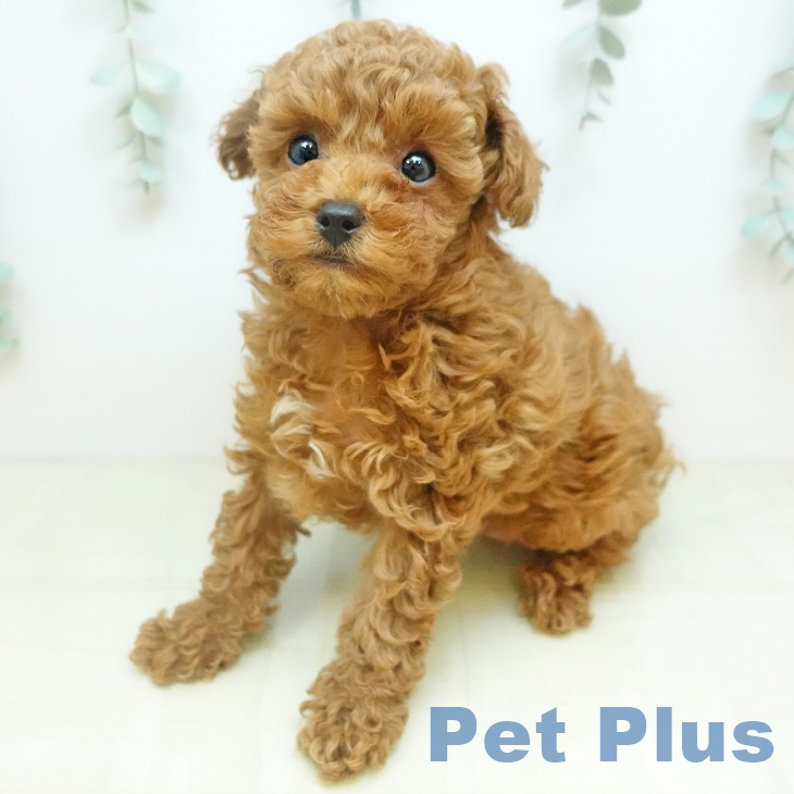 香川県のトイプードル(トイ) (ペットプラス 高松店/2025年11月21日生まれ/男の子/レッドフォーン)の子犬の1枚目の画像