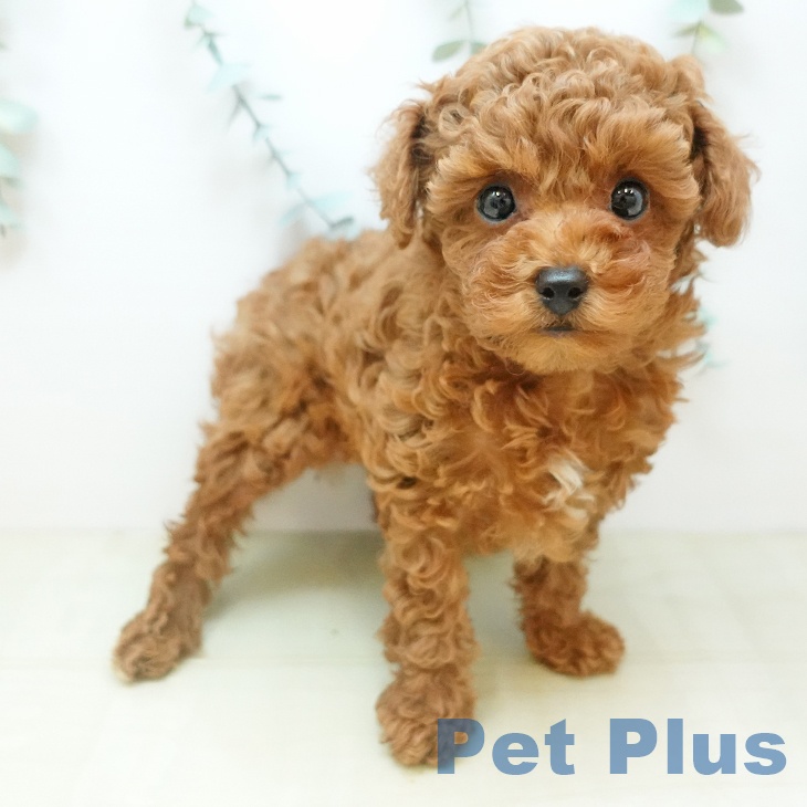 香川県のトイプードル(トイ) (ペットプラス 高松店/2025年11月21日生まれ/男の子/レッドフォーン)の子犬の2枚目の画像