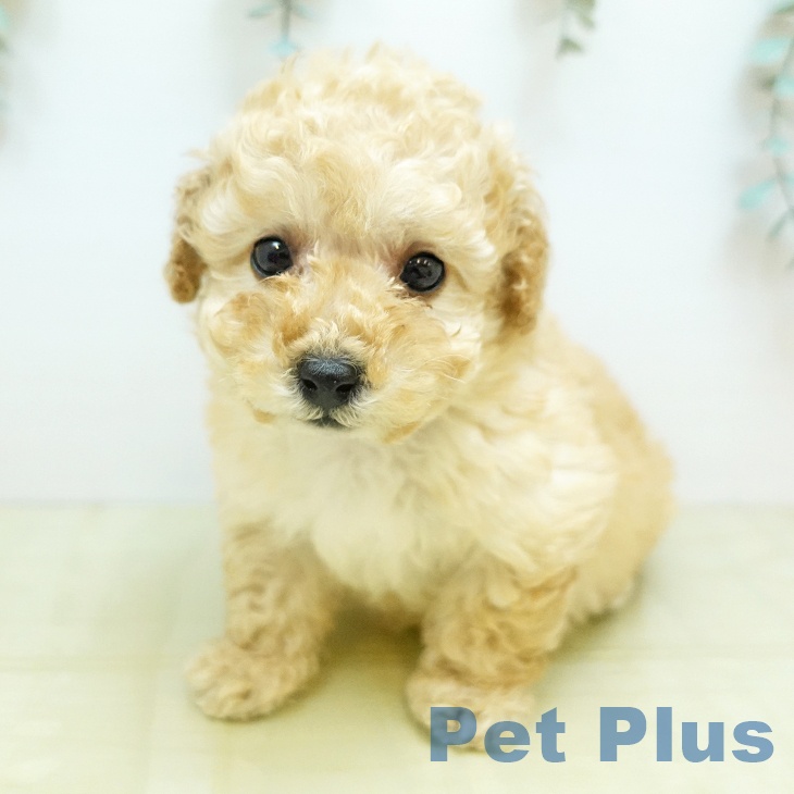 愛媛県のトイプードル(トイ) (ペットプラス 新居浜店/2025年11月18日生まれ/男の子/クリーム)の子犬の1枚目の画像