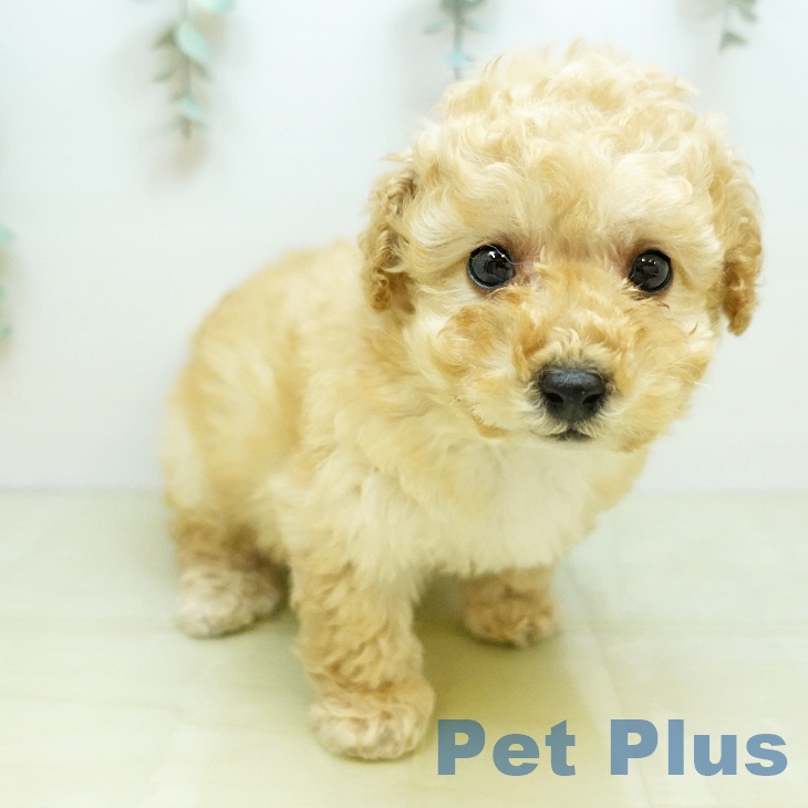 愛媛県のトイプードル(トイ) (ペットプラス 新居浜店/2025年11月18日生まれ/男の子/クリーム)の子犬の2枚目の画像