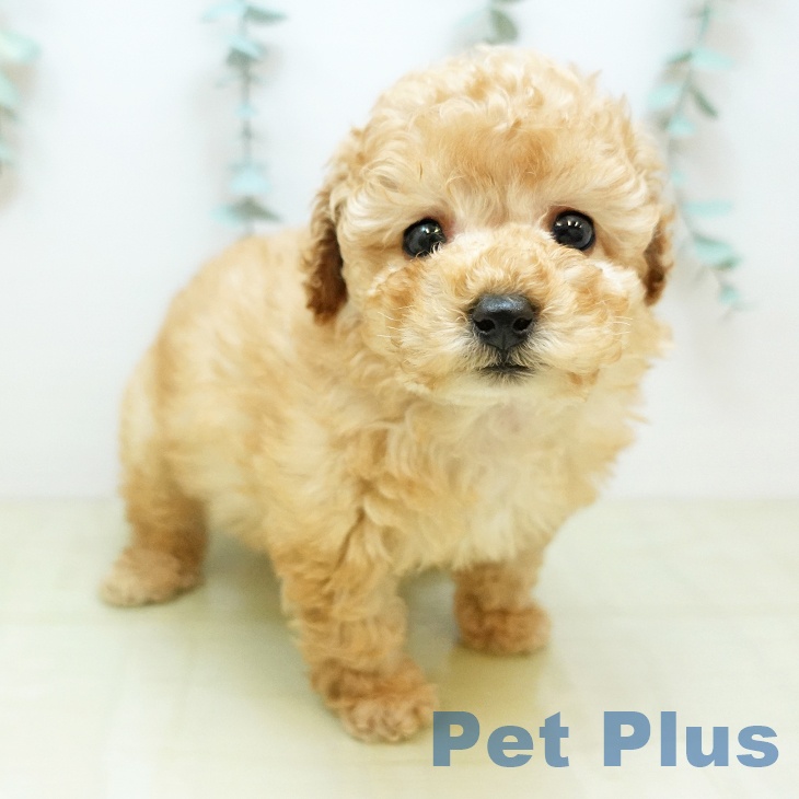 岡山県のトイプードル(トイ) (ペットプラス 岡山店/2025年11月18日生まれ/男の子/アプリコット)の子犬