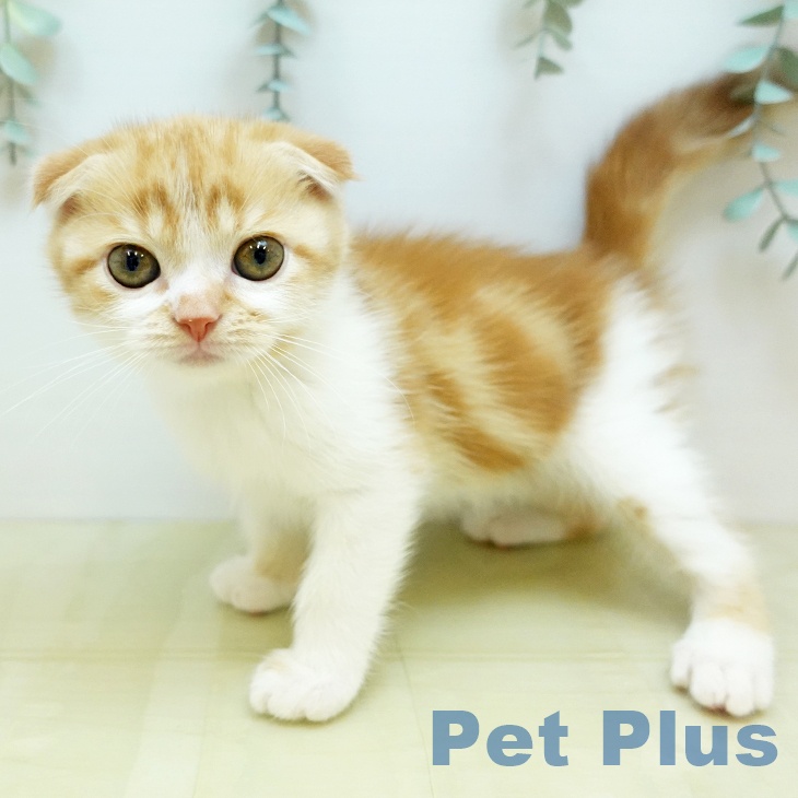 愛媛県のスコティッシュフォールド (ペットプラス 新居浜店/2025年11月14日生まれ/男の子/クリームタビーホワイト)の子猫の1枚目の画像