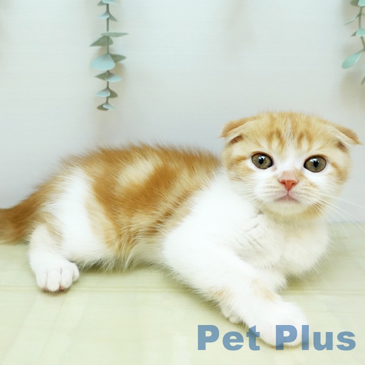 愛媛県のスコティッシュフォールド (ペットプラス 新居浜店/2025年11月14日生まれ/男の子/クリームタビーホワイト)の子猫の2枚目の画像