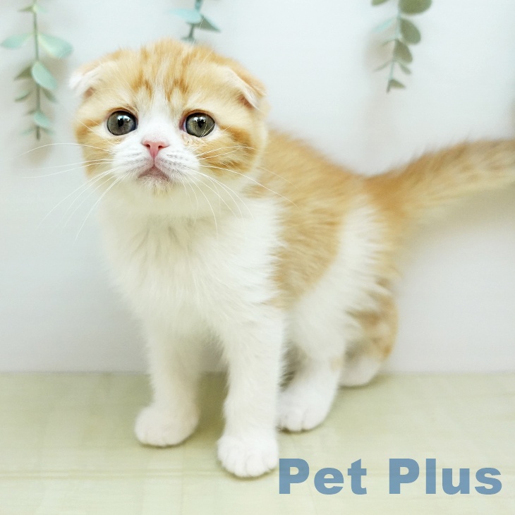岡山県のスコティッシュフォールド (ペットプラス 岡山店/2025年11月14日生まれ/女の子/カメオタビーホワイト)の子猫の1枚目の画像
