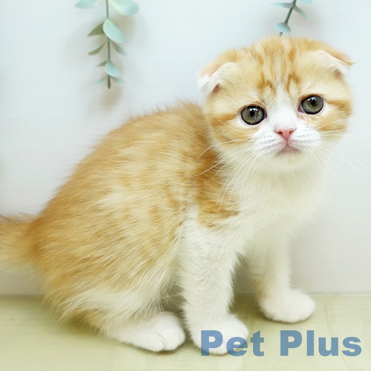 岡山県のスコティッシュフォールド (ペットプラス 岡山店/2025年11月14日生まれ/女の子/カメオタビーホワイト)の子猫の2枚目の画像