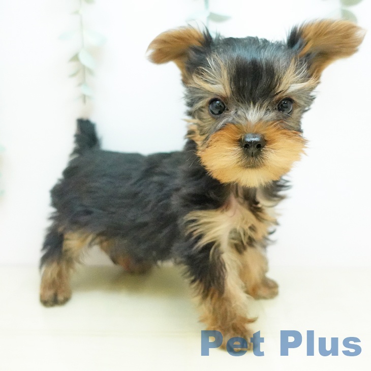 千葉県のヨークシャーテリア (ペットプラス 船橋店/2025年11月19日生まれ/男の子/スチールブルータン)の子犬の1枚目の画像