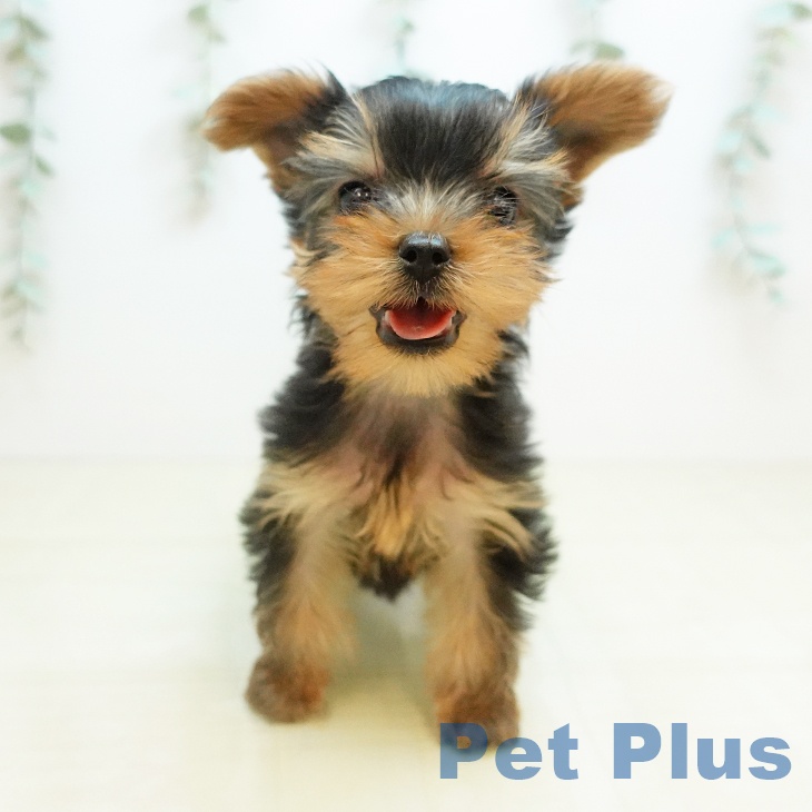 千葉県のヨークシャーテリア (ペットプラス 船橋店/2025年11月19日生まれ/男の子/スチールブルータン)の子犬の2枚目の画像